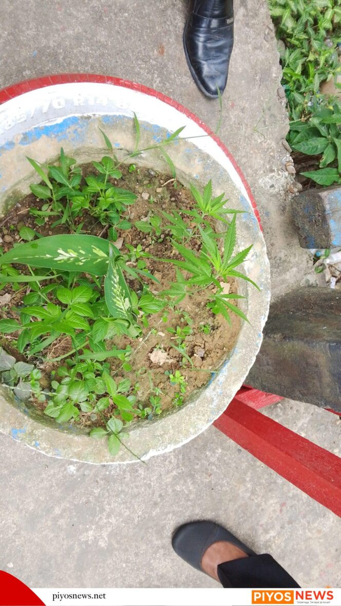 
					Dua Tanaman Diduga Ganja Ditemukan di Pot Hias, BNN Turun Tangan