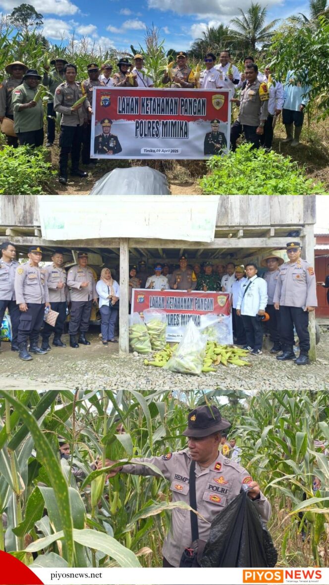 
					Panen Jagung, Program Ketahanan Pangan Polres Mimika