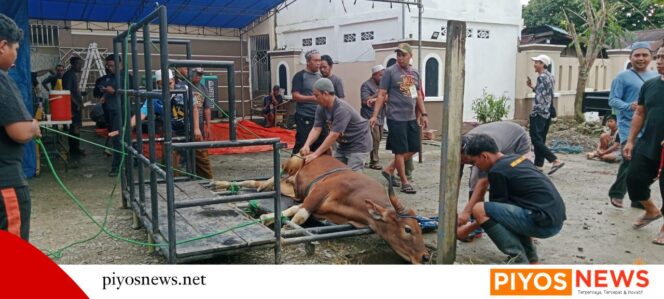 
					Sembelih Tujuh Ekor Hewan Kurban, DKM Masjid Al-Azhar Distribusikan 350 Paket Daging
