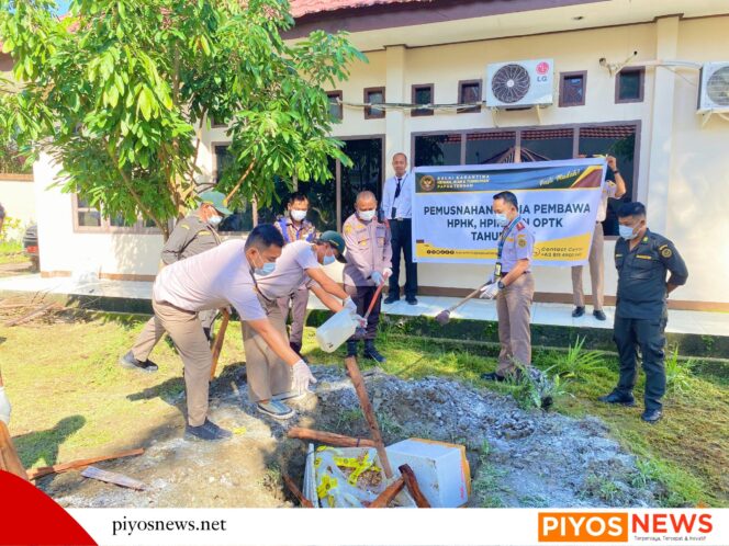 
					Tanpa Dokumen Resmi, Barantin Musnahkan Puluhan Kilogram Daging Babi dan Jeruk