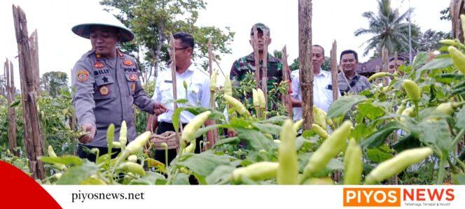 
					Tanam Jagung di Lahan 5 Hektar, Polres Mimika Dukung Ketahanan Pangan Kuartal III