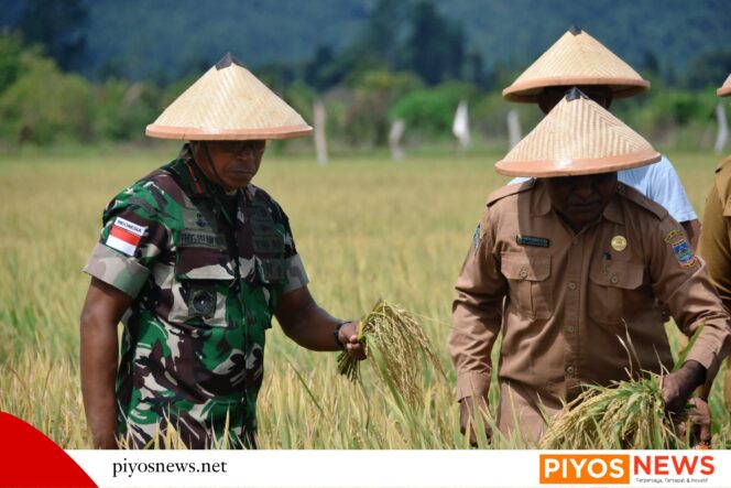 
					Danrem 173/PVB dan Gubernur Papua Tengah Panen Raya Padi, Wujud Nyata Program Swa Sembada