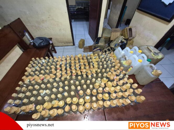 
					Ratusan Milo Jenis Sopi Ditinggal Kabur Pemiliknya Saat Razia Personel Gabungan di Pelabuhan Pomako