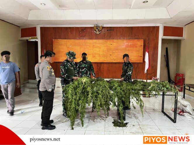 
					Patroli Taktis Selama Dua Hari, Tim Gabungngan Temukan Ladang Ganja