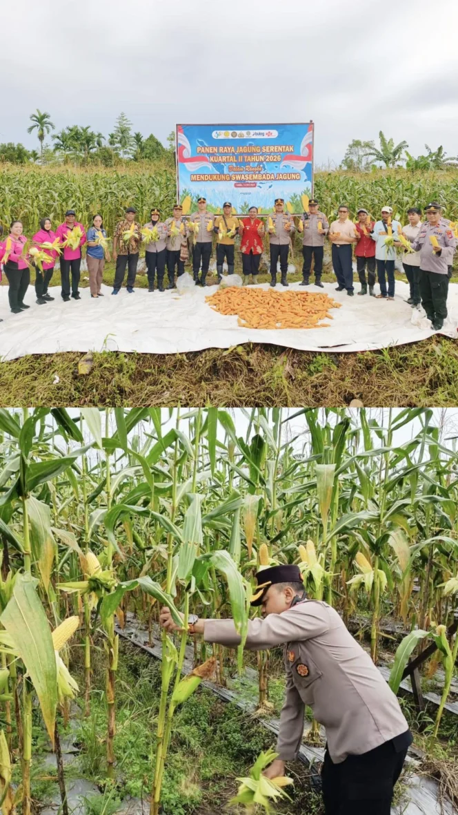 
					Panen Raya, Polres Mimika Langsung Siapkan Lahan Tanam Jagung Tahap Berikutnya