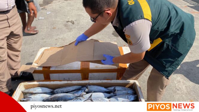 
					Masuk Lewat Pomako, Pasokan 1,5 Ton Ikan Tongkol Dipastikan Penuhi Standar Mutu