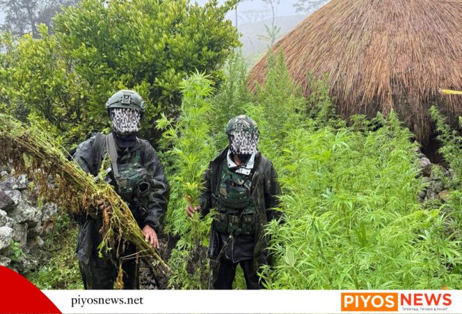 
					Langkah Tegas Demi Masa Depan Papua: 5.000 Batang Ganja Berhasil Diungkap Koops TNI Habema 