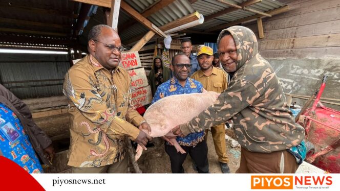 
					Pemkab Deiyai Salurkan Bantuan Ternak Langsung ke Kandang Penerima, Bupati Tekankan Pemberdayaan Ekonomi Lokal