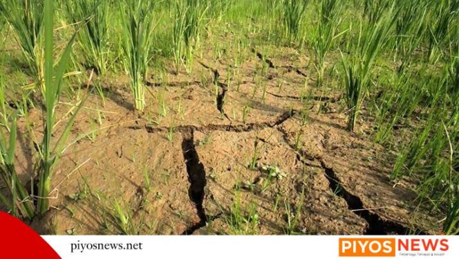 
					Waket II DPRP Papua Tengah Ingatkan Dampak El Nino Bisa Picu Inflasi dan Gagal Panen