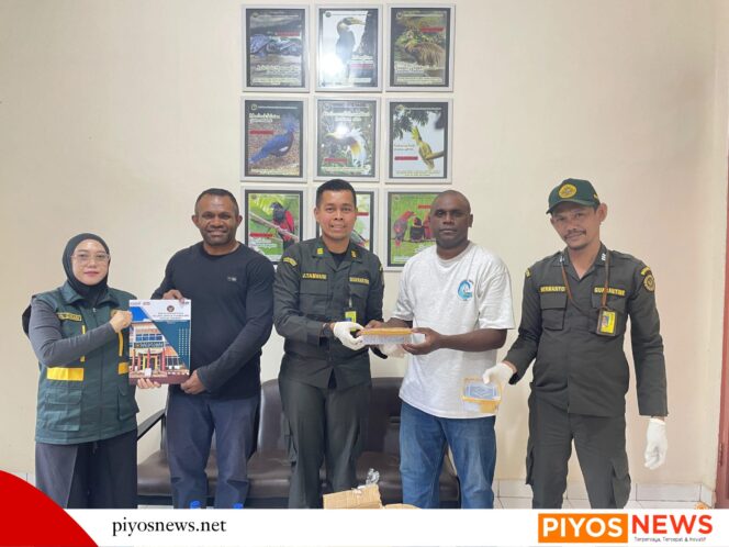 
					Tanpa Dokumen, Tiga Ular Death Adder Diamankan di Bandara Timika